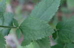 Roundleaf thoroughwort